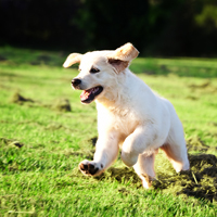 “My dog has hip dysplasia; what should I do?” If your dog has been diagnosed with hip dysplasia, talk to your veterinarian about the different treatment options that are available. • If your young dog qualifies for a TPO, early surgical intervention can restore joint function and reduce degenerative damage to the joint. • For more advanced cases, an FHO or surgery for an artificial hip may be needed. • Talk to your veterinarian about which painkillers and anti-inflammatory medications are right for your pet. • Ask about physical therapy, cold laser therapy, and acupuncture. • Low-impact exercises, like swimming, will help your pet stay active without stressing the hip joint.