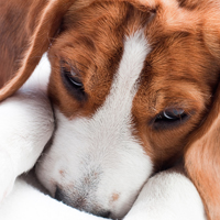 What Is That? It is important to differentiate between vomiting and regurgitation. Vomiting is a dynamic process, with the dog actively using its stomach muscles. The material produced by vomiting will look digested. Regurgitation is a passive process, the dog appears to just burp up contents. The material produced does not appear digested. Talk to your veterinarian if you have any questions or notice continued vomiting or regurgitation from your dog.