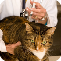 Experts agree that widespread use of vaccines within the last century has prevented death and disease in millions of animals.