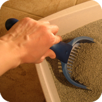 A good rule of thumb is that there should be one more litter boxes in the house than the number of cats residing there, and the boxes should be kept in different locations affording some privacy.