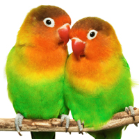 Lovebirds are very social and form deep bonds with their owners. If you are short on time to spend with your lovebird, then it is best to get him or her a companion.
