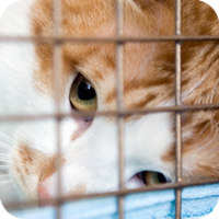Critics of pet stores argue that there are numerous problems with the way most stores acquire, care for, and sell animals.