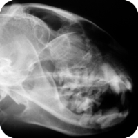 Veterinarians employ state of the art technology that is very similiar to technology used in the treatment of humans.